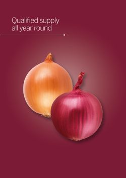 Seasonal calendar - Onions