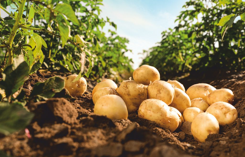 Production of high quality potatoes